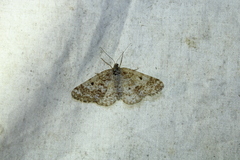 Eufidonia notataria