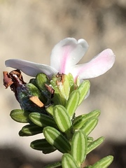 Adenandra obtusata