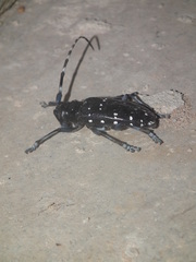 Anoplophora chinensis