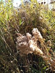 Solidago canadensis