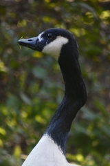 Branta canadensis
