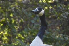 Branta canadensis
