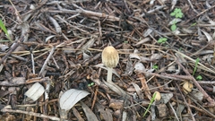 Coprinellus radians