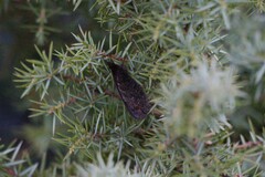 Papilionoidea