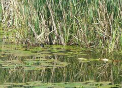 Zapornia flavirostra