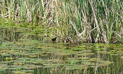 Zapornia flavirostra