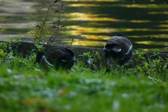 Gallinula chloropus