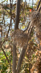 Magnoliopsida