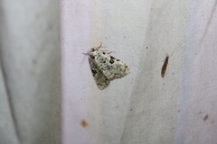 Leuconycta diphteroides
