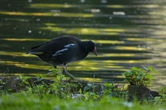 Gallinula chloropus