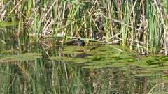 Zapornia flavirostra