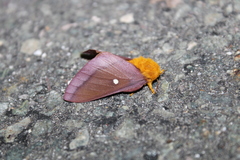 Anisota virginiensis