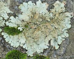 Xanthoparmelia tinctina