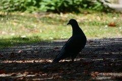 Columba livia domestica