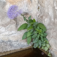 Trachelium caeruleum