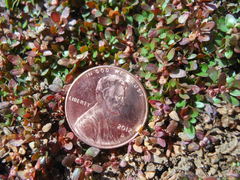 Elatine brachysperma