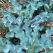 Agave gypsophila - Photo (c) Tony Rodd,  זכויות יוצרים חלקיות (CC BY-NC-SA)