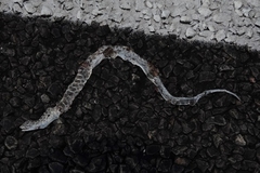 Arizona elegans elegans