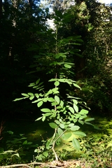 Juglans regia