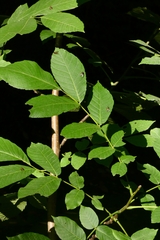 Juglans regia