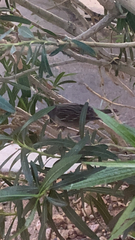 Zonotrichia leucophrys