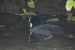 Fulica atra