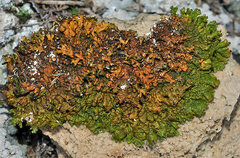 Xanthoparmelia pokornyi