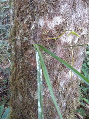 Jumellea stenophylla image