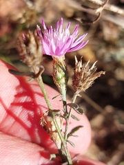 Centaurea langei exilis