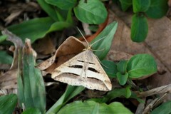 Chiasmia subcurvaria