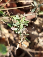 Centaurea langei exilis
