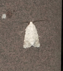 Leucocnemis perfundis