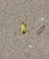 Phytocoris vanduzeei