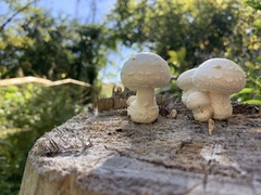 Hemipholiota