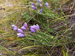 Dracocephalum peregrinum