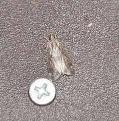 Loxostege allectalis