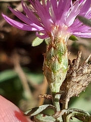 Centaurea langei exilis
