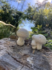 Hemipholiota
