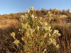 Mentzelia decapetala