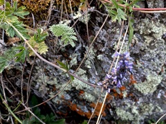 Nepeta multifida