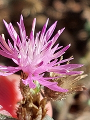 Centaurea langei exilis