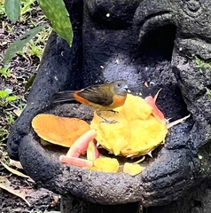 Ramphocelus passerinii