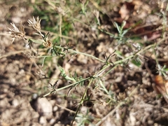 Centaurea langei exilis