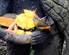 Ramphocelus passerinii