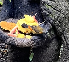 Ramphocelus passerinii