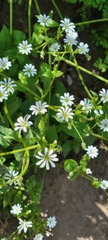 Stellaria chilensis
