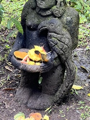 Ramphocelus passerinii