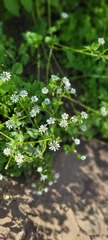 Stellaria chilensis