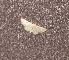 Idaea demissaria