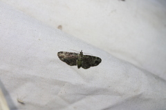 Pasiphila rectangulata